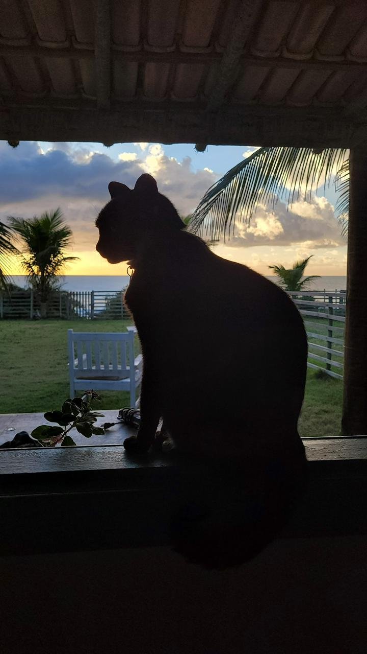 Gato da OCA em silhueta na janela vendo o pôr do sol sobre o mar