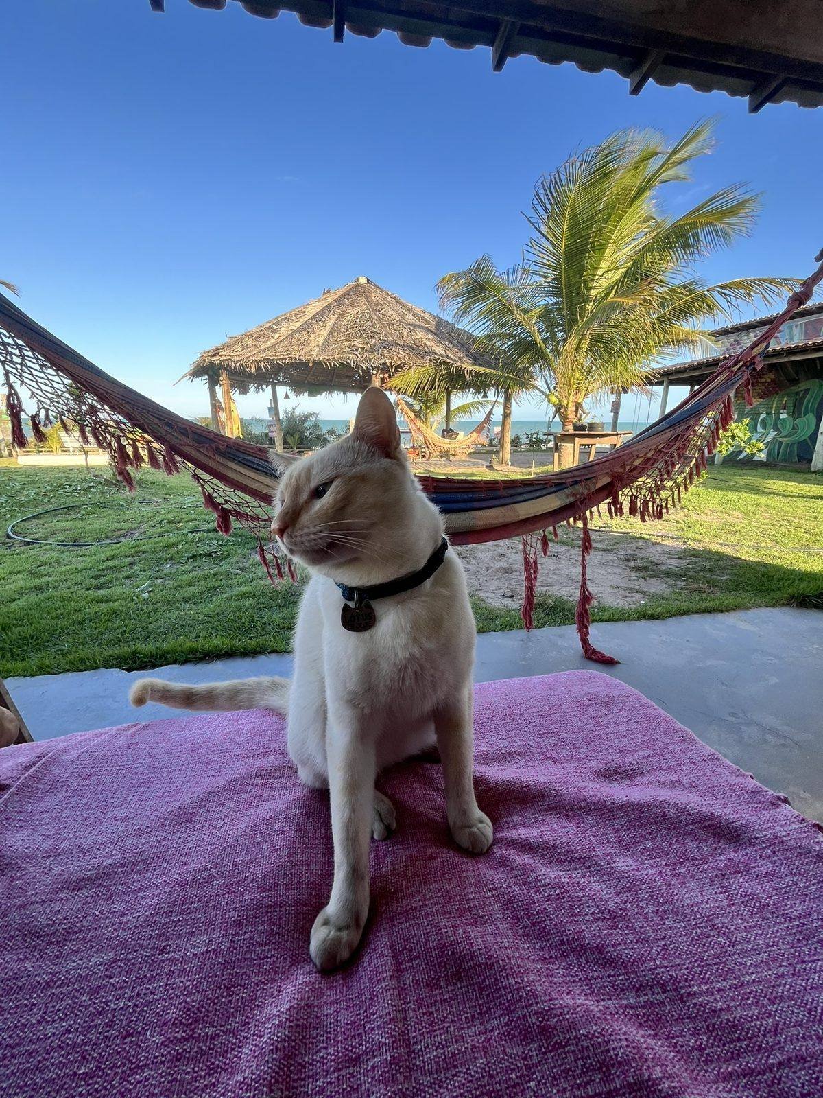 Gato na rede com coqueiros ao fundo