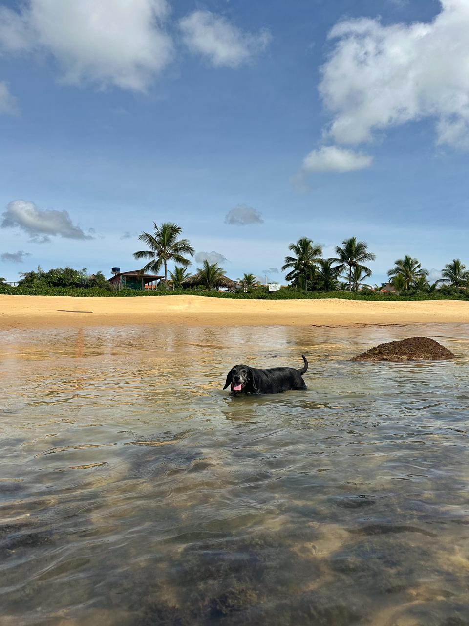 Cachorro se refrescando no mar raso em frente à OCA Caraíva